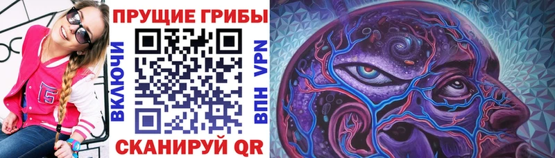 Псилоцибиновые грибы Psilocybe Ноябрьск