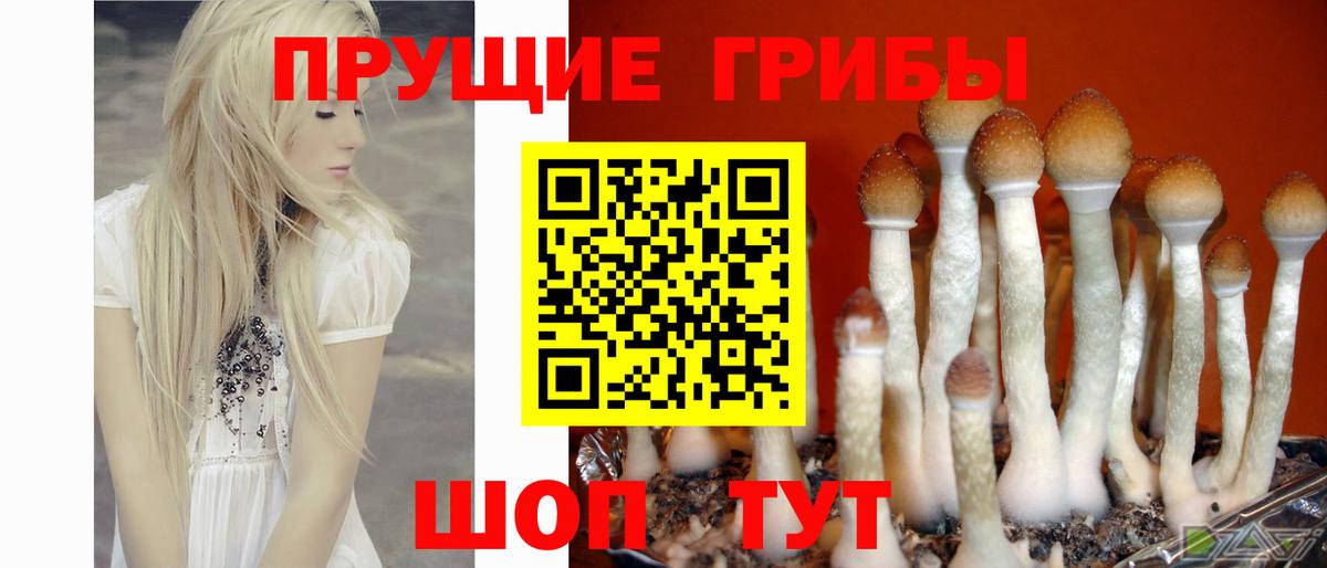 Псилоцибиновые грибы Psilocybine cubensis Ноябрьск